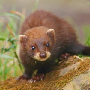 Polecat