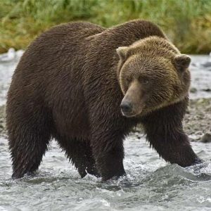 Brown Bear