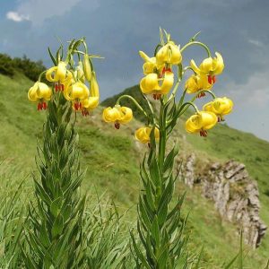 Lilium-albanicum