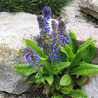 Wulfenia Baldacci